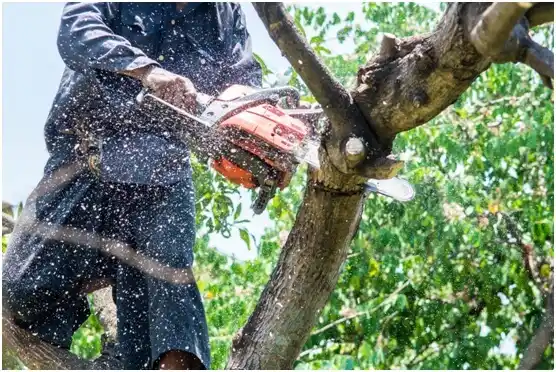 tree services Star Harbor